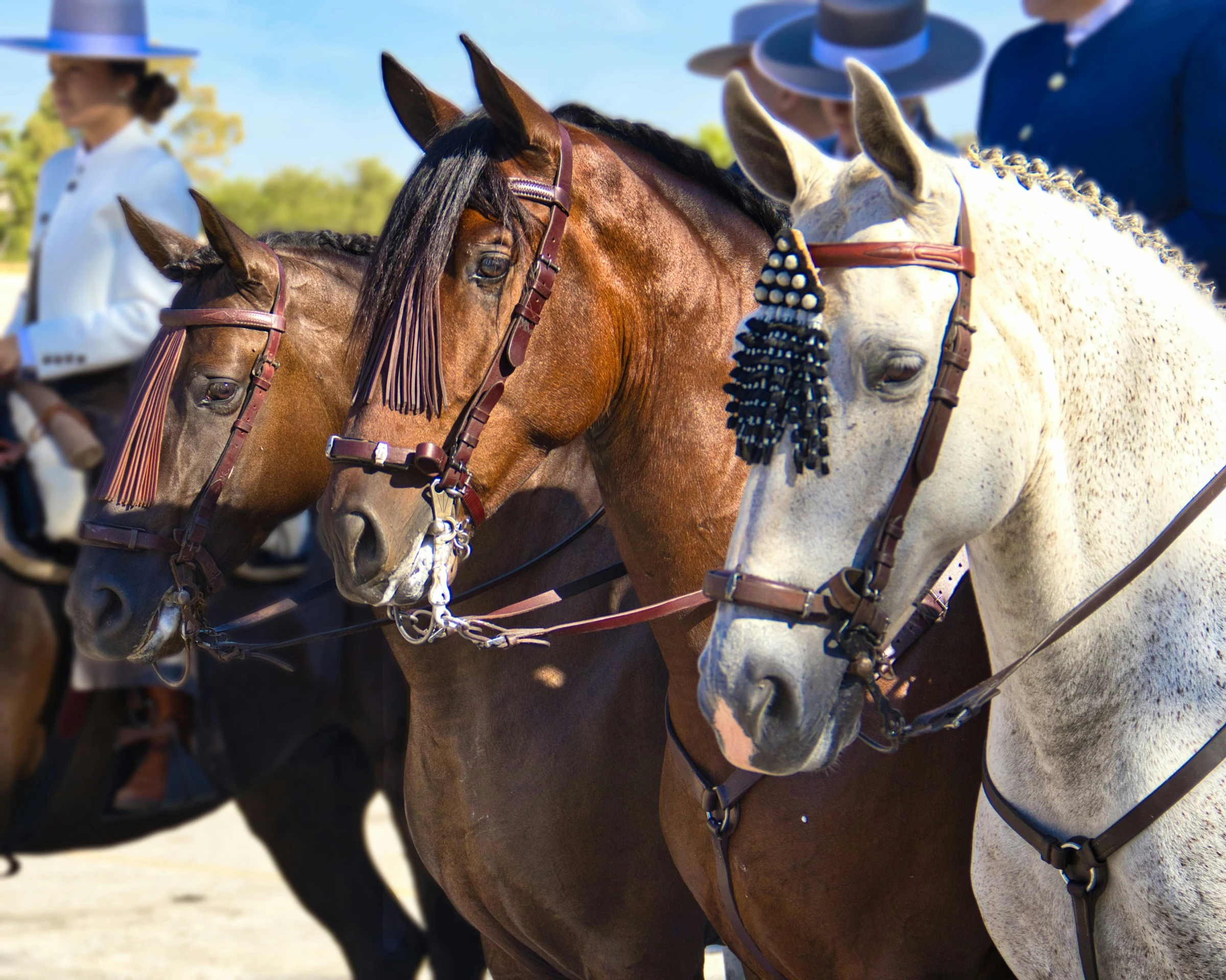 horses spain
